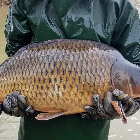 Etang *