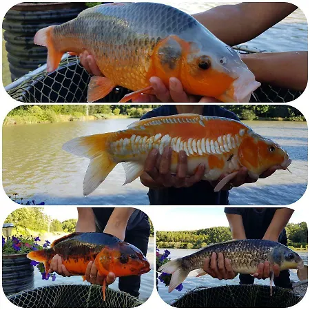 Etang * Chapeau